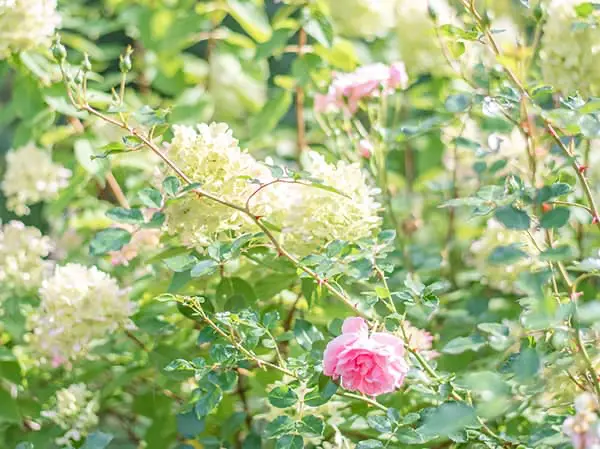 Lush pink roses and white hydrangeas blooming in a sunlit garden